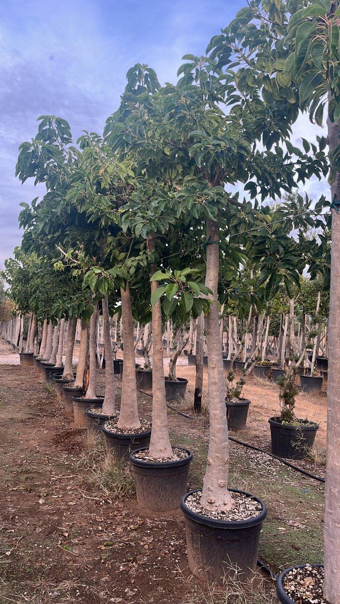 PHYTOLACCA DIOICA Fitolacca