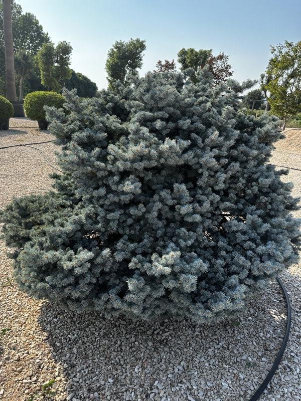 Picea Pungens Glauca Globosa (Abete blu) — Cespuglio, diametro 140 cm, vaso 180 litri