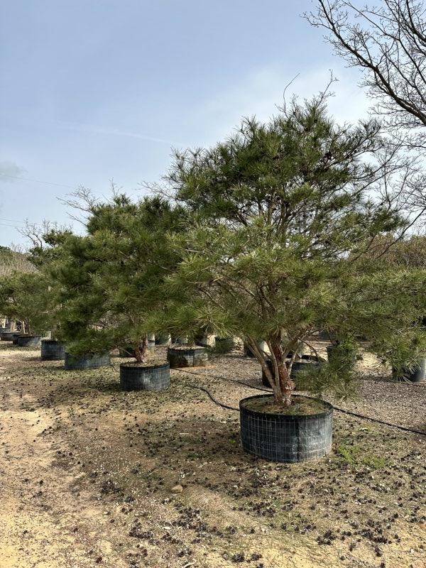 PINUS DENSIFLORA Pino rosso del Giappone