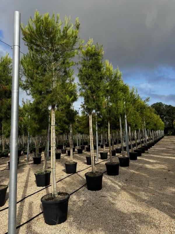 PINUS HALEPENSIS Pino di Aleppo