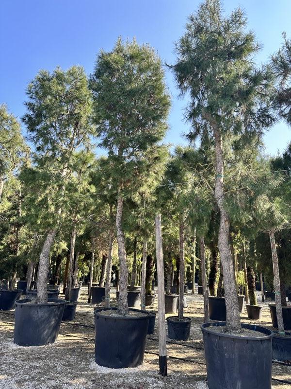PINUS HALEPENSIS Pino di Aleppo