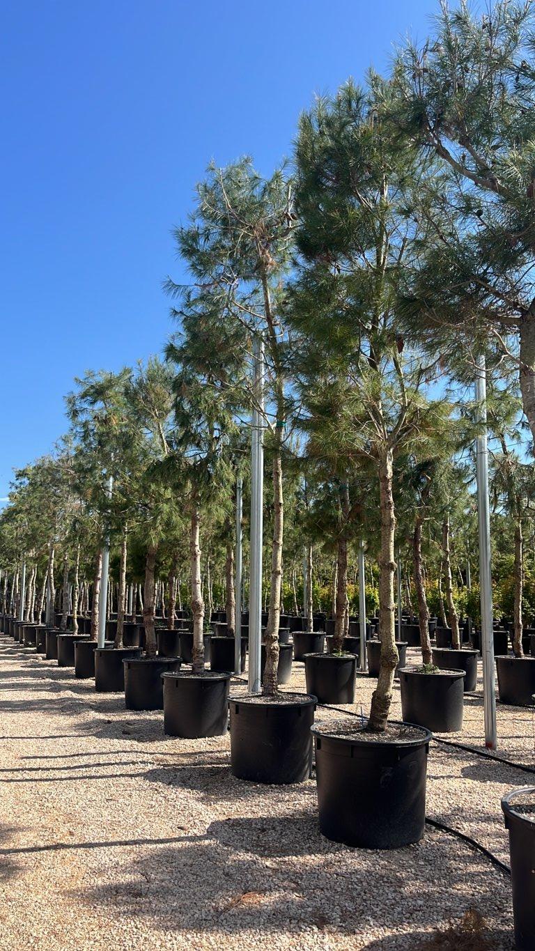 Pinus Halepensis (Pino d'Aleppo) — Albero, circonferenza 25/30 cm, vaso 240 litri