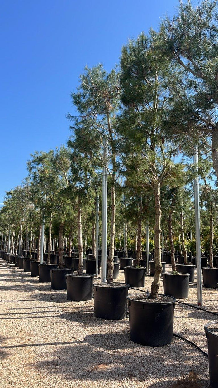 Pinus Halepensis (Pino d'Aleppo) — Albero, circonferenza 25/30 cm, vaso 240 litri