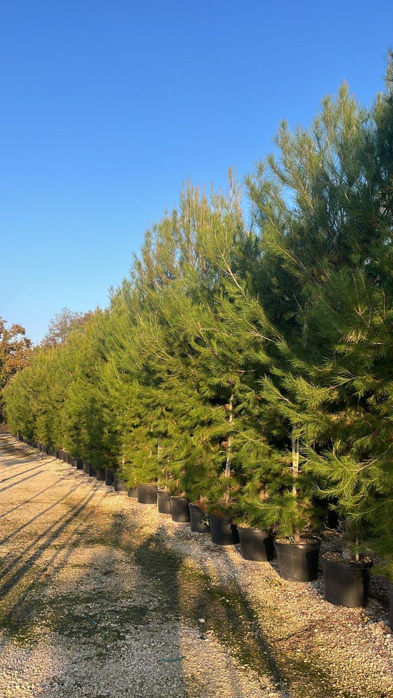 Pinus Halepensis (Pino d'Aleppo) — Cespuglio, altezza 300/350 cm, vaso 45 litri