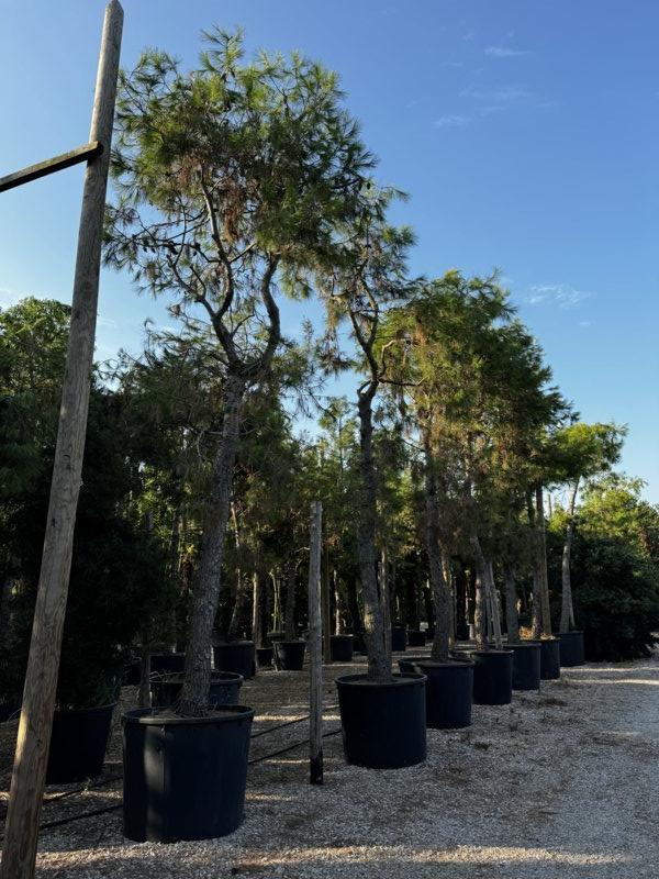 PINUS HALEPENSIS Pino di Aleppo
