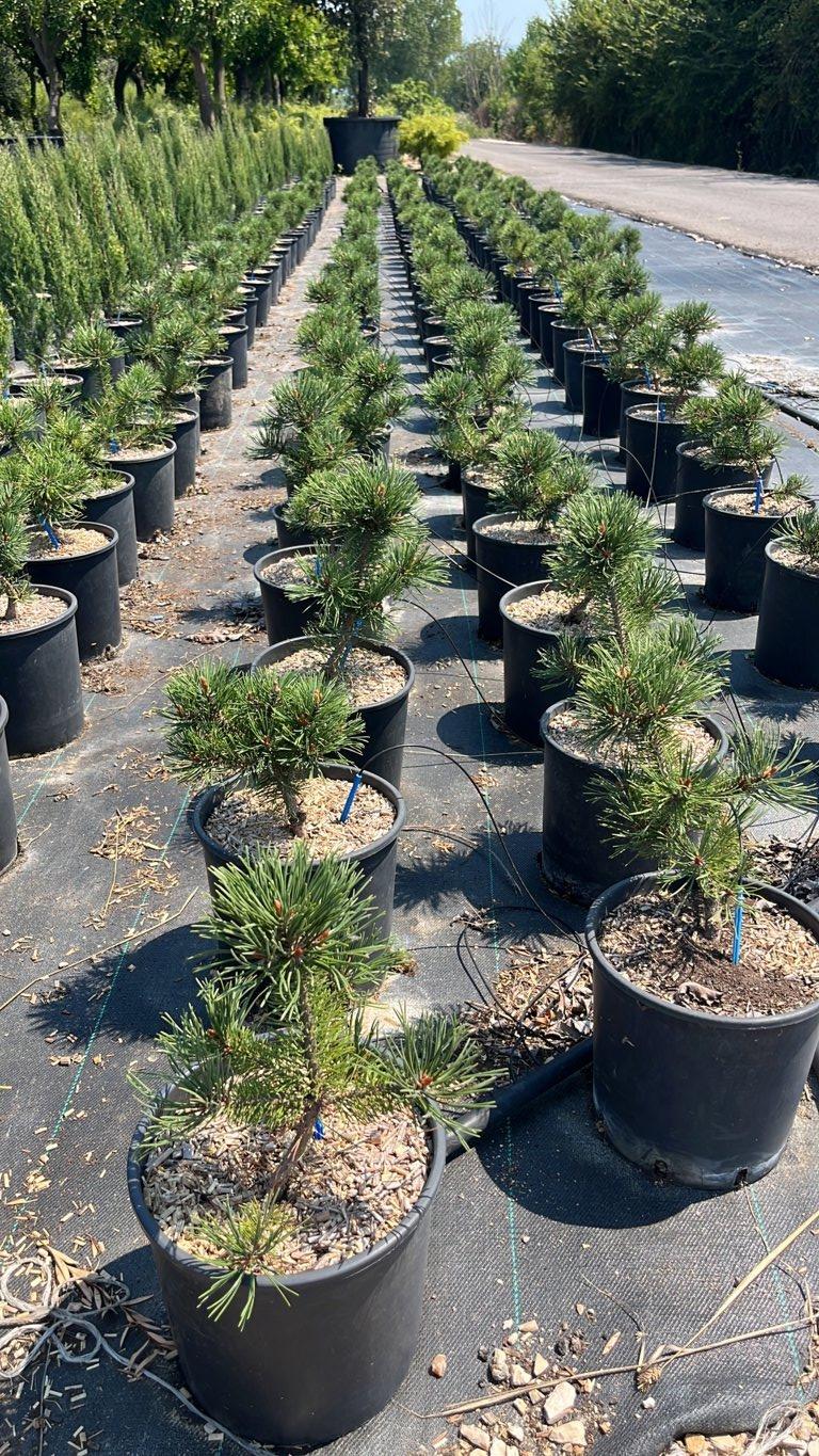 PINUS MUGO GNOM Pino mugo , Barancio
