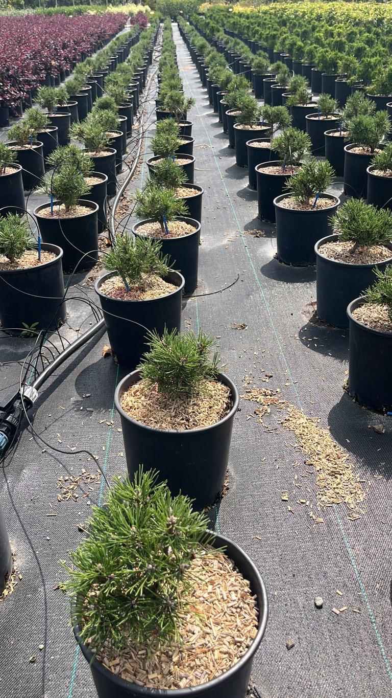 PINUS MUGO MOPS Pino mugo , Barancio