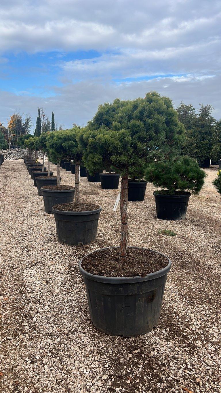 Pinus Mugo Mops (Pino mugo) — 1/2 fusto, circonferenza 16/18 cm, vaso 150 litri