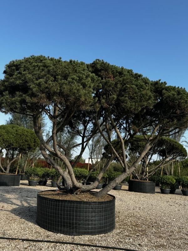 PINUS MUGO Pino mugo , Barancio