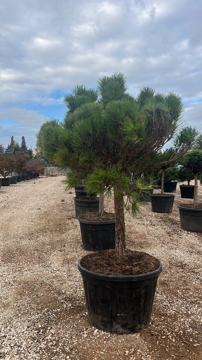 PINUS NIGRA BREPO Pino nero