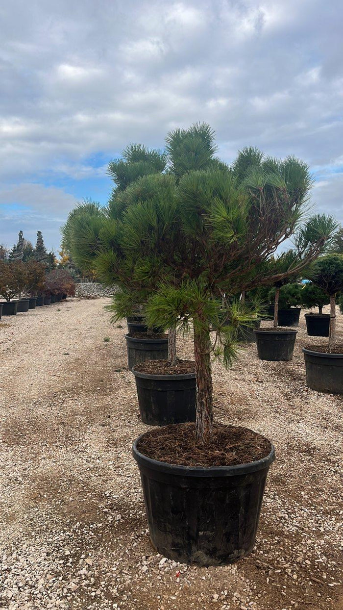 PINUS NIGRA BREPO Pino nero
