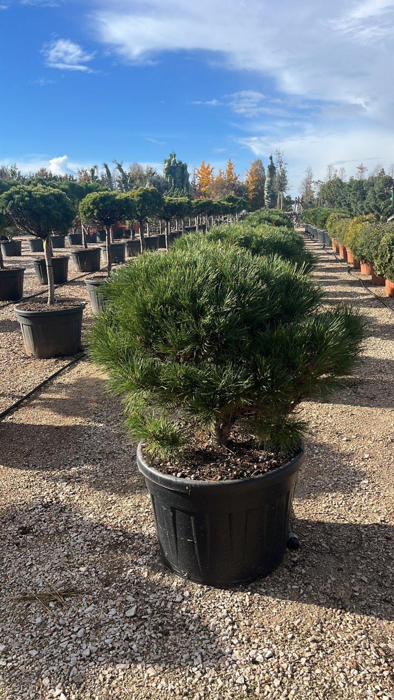 Pinus Nigra Brepo (Pino nero) — Palla, diametro 100 cm, vaso 150 litri