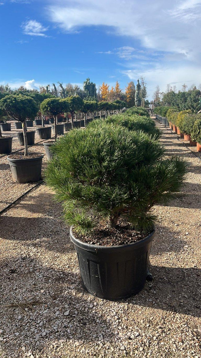 Pinus Nigra Brepo (Pino nero) — Palla, diametro 100 cm, vaso 150 litri