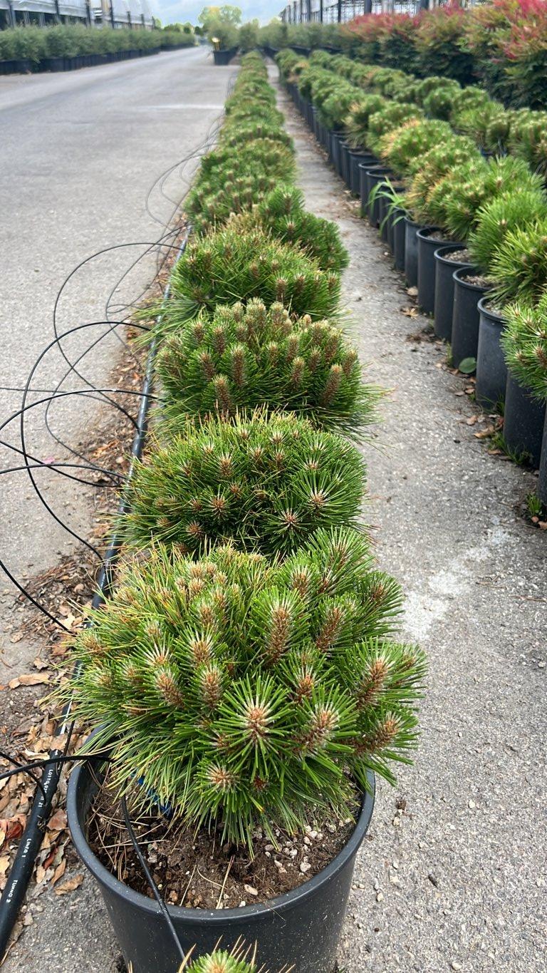 PINUS NIGRA MARIE BREGEON Pino nero