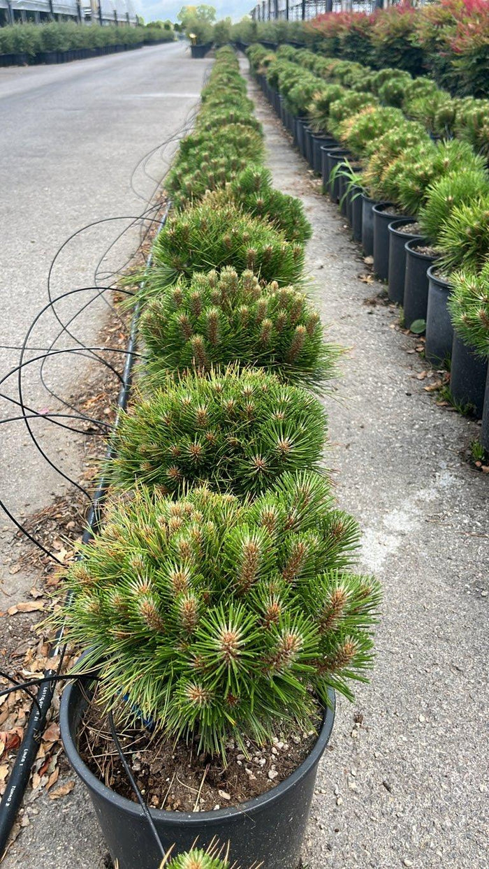 PINUS NIGRA MARIE BREGEON Pino nero