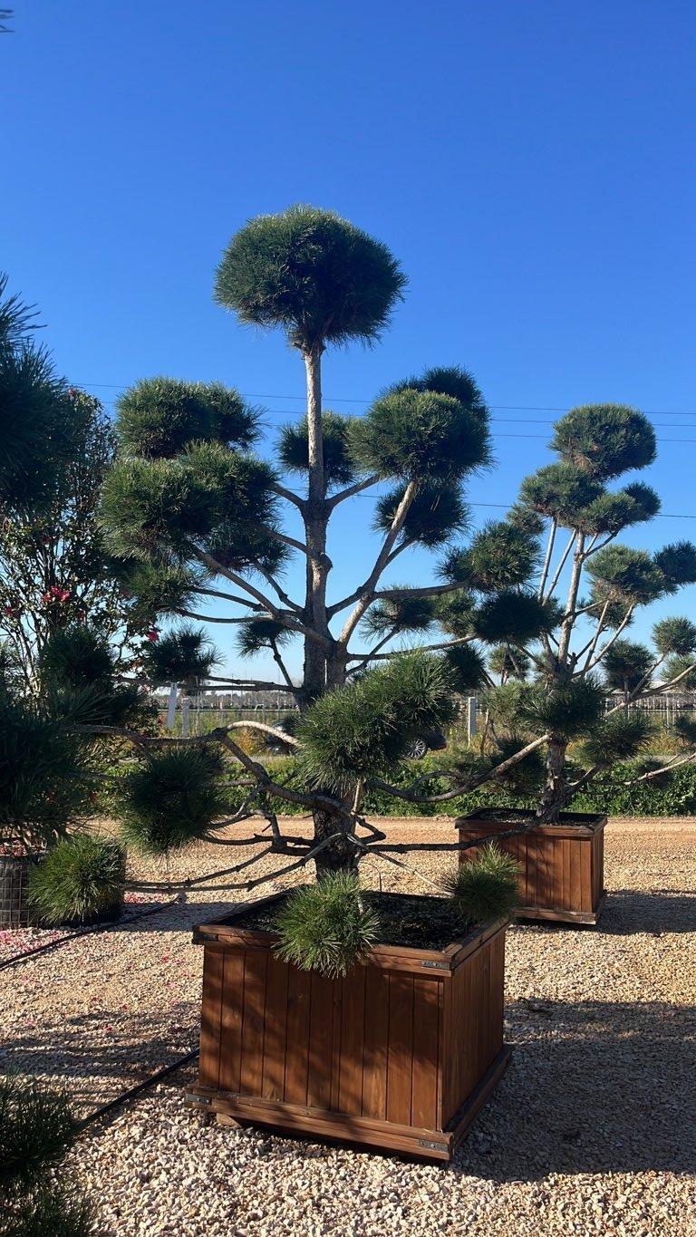 PINUS NIGRA Pino nero