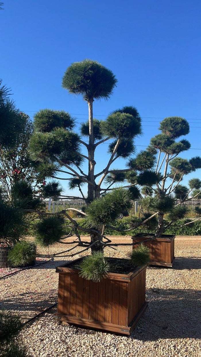 PINUS NIGRA Pino nero