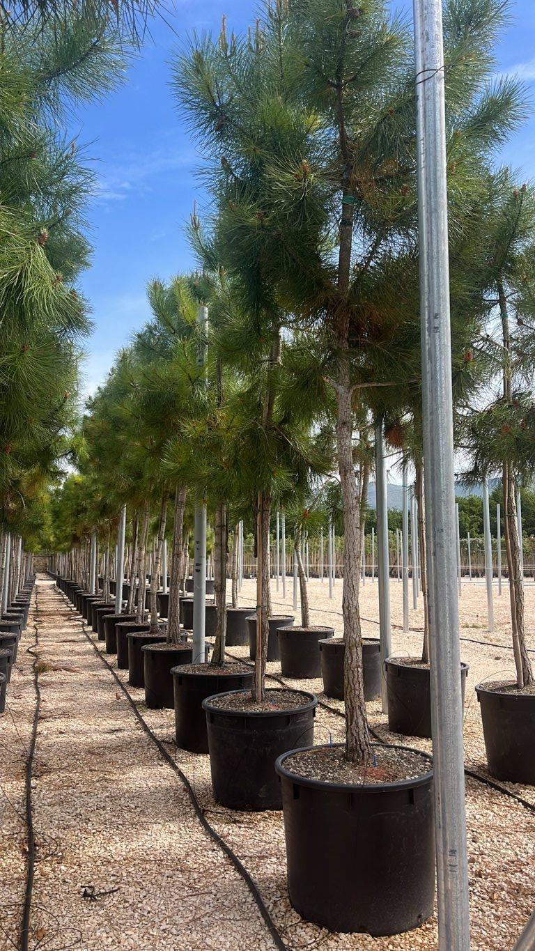 PINUS PINASTER Pino marittimo