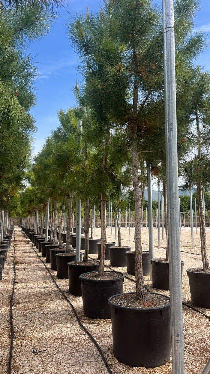 PINUS PINASTER Pino marittimo