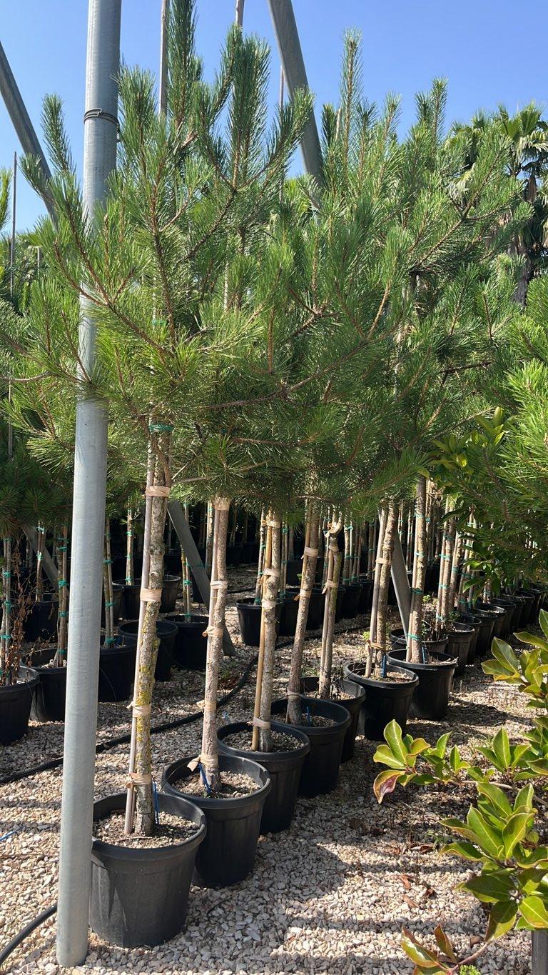 Pinus Pinaster (Pino marittimo) — Albero, circonferenza 12/16 cm, vaso 30 litri