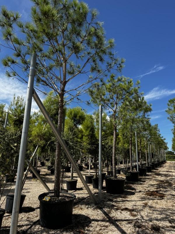 Pinus Pinea (Pino domestico) — Albero, circonferenza 40/50 cm, vaso 375 litri