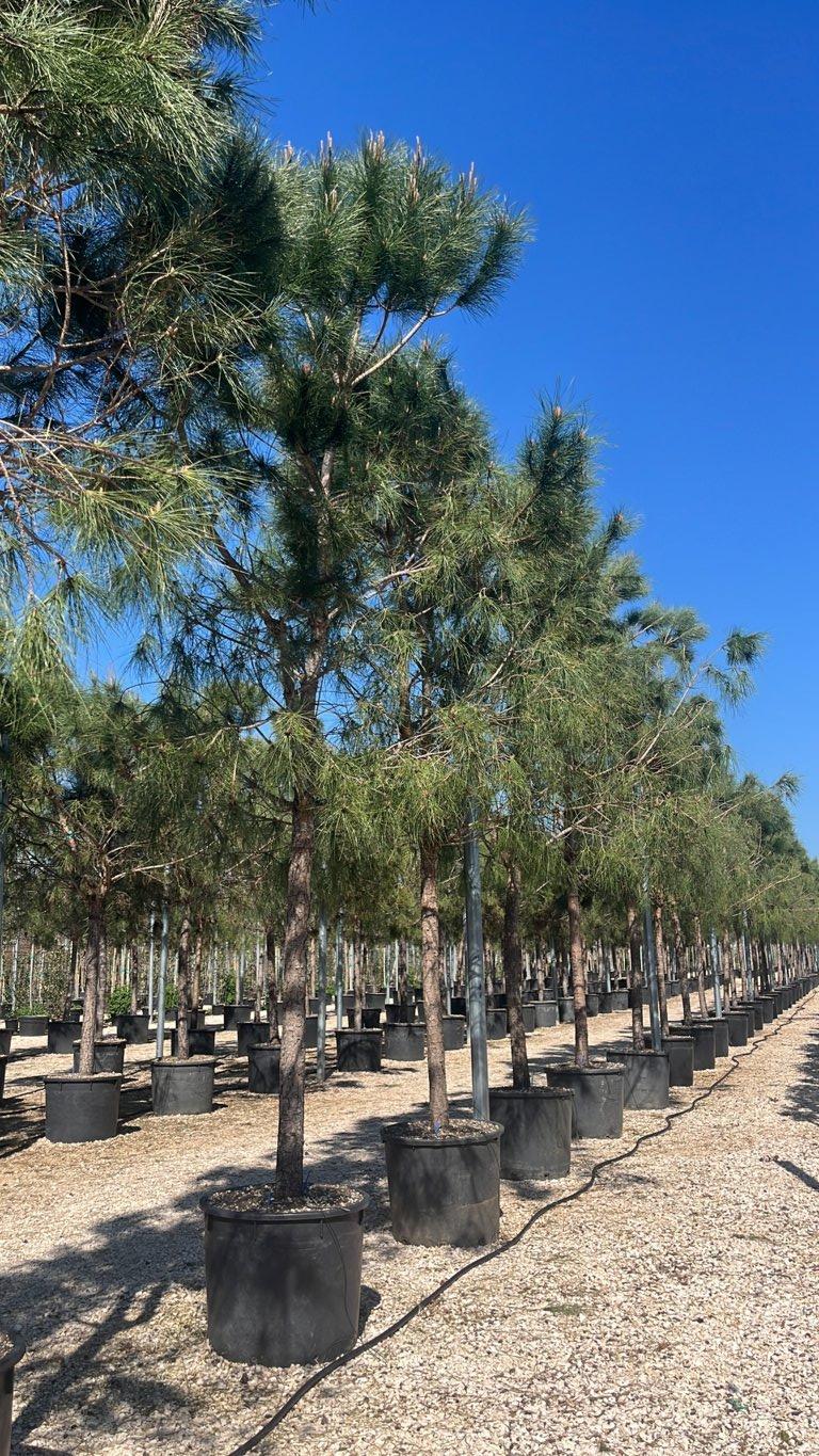 PINUS PINEA Pino domestico