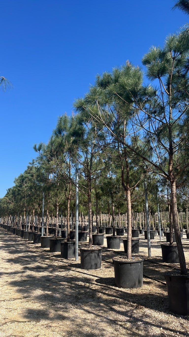 Pinus Pinea (Pino domestico) — Albero, circonferenza 30/35 cm, vaso 240 litri