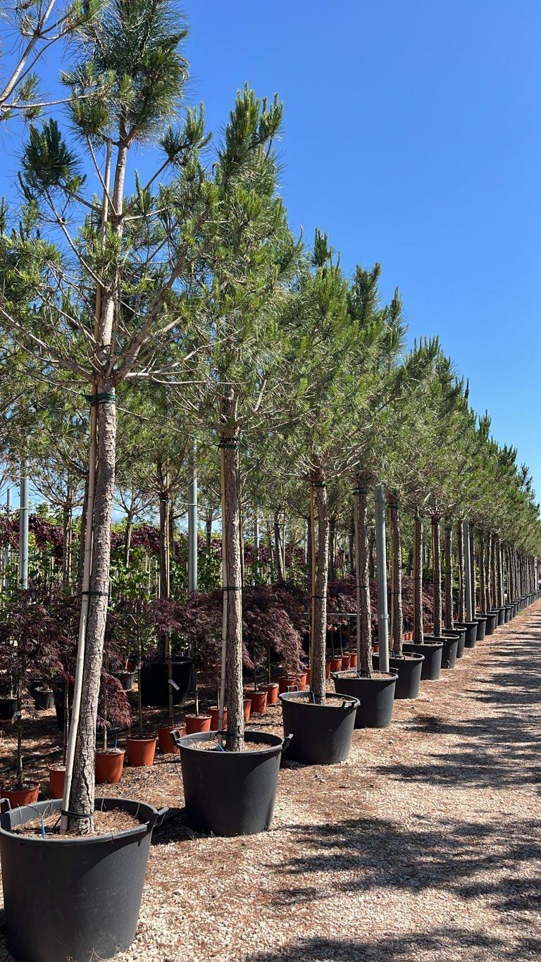 PINUS PINEA Pino domestico