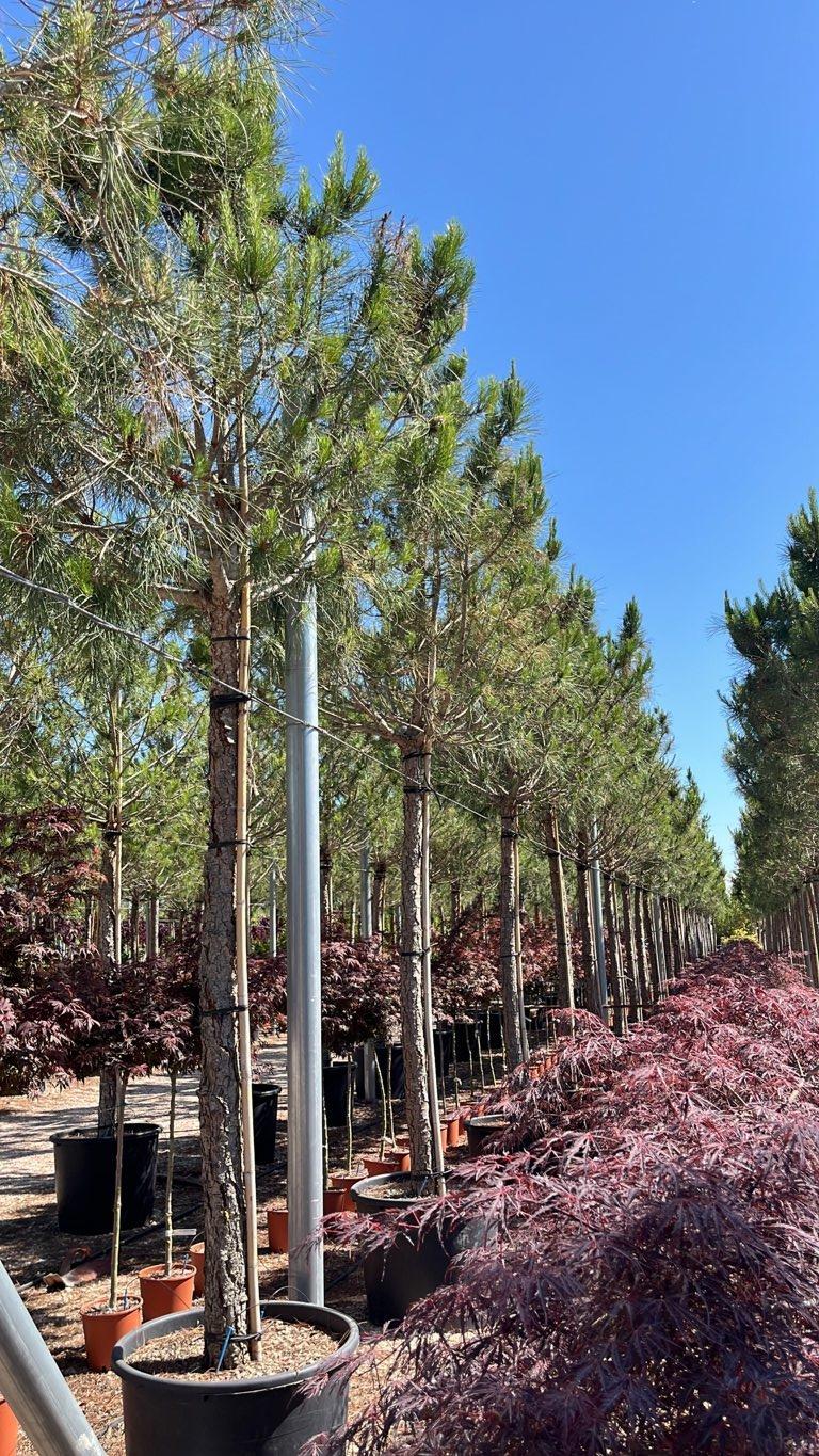 PINUS PINEA Pino domestico