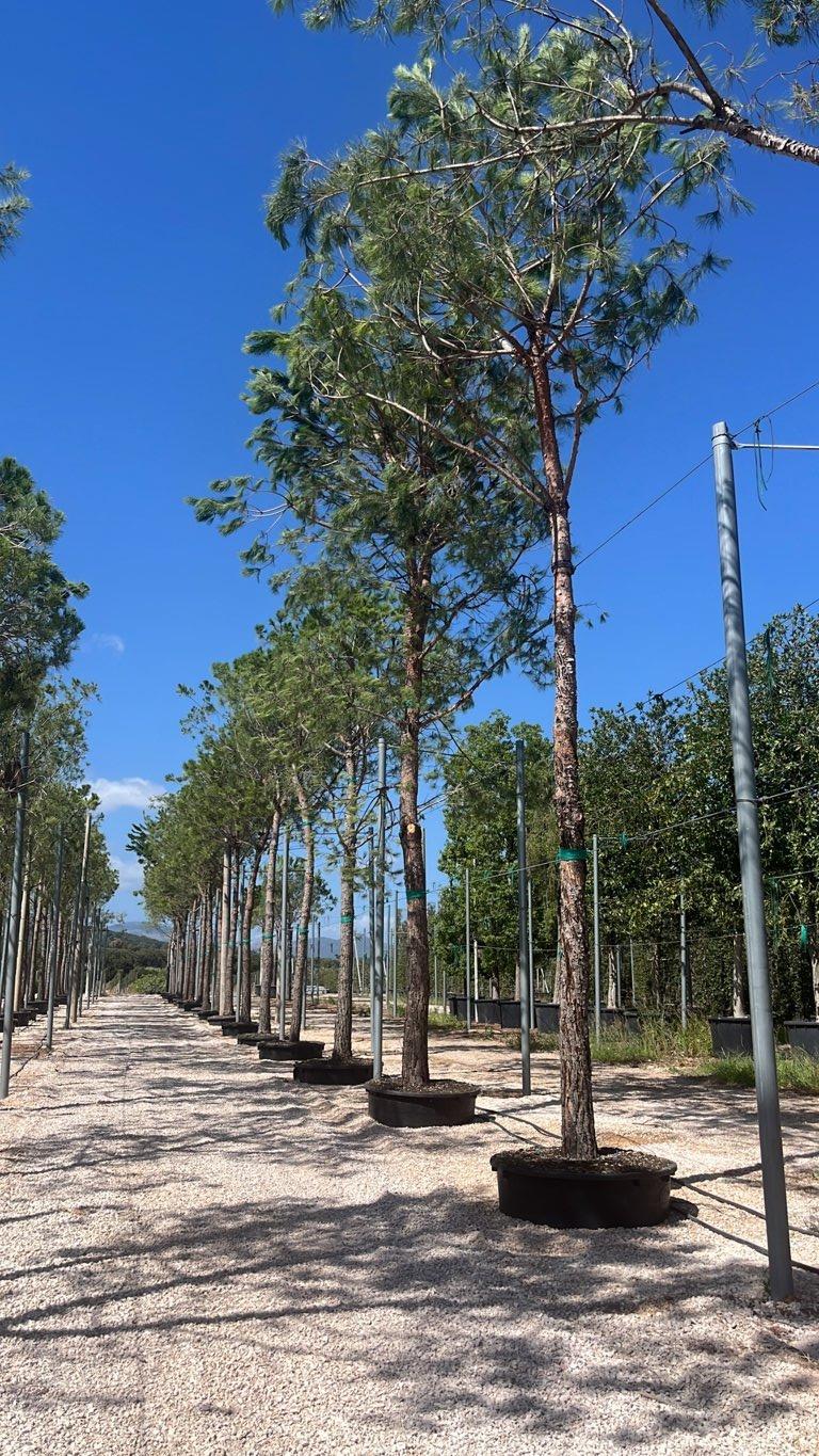 PINUS PINEA Pino domestico