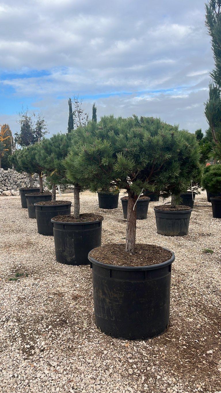 Pinus Sylvestris Nana (Pino silvestre) — 1/2 fusto, circonferenza 20/25 cm, vaso 240 litri