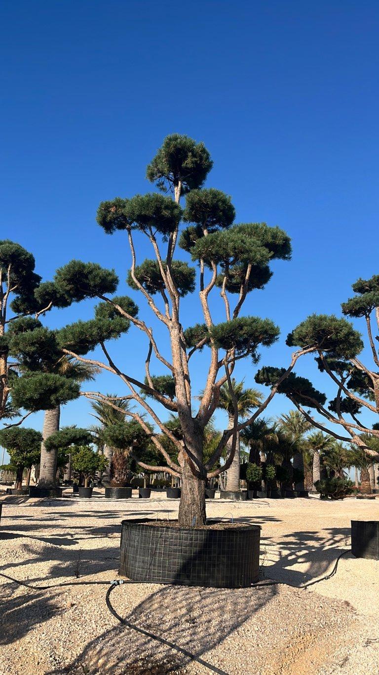 PINUS SYLVESTRIS Pino di scozia