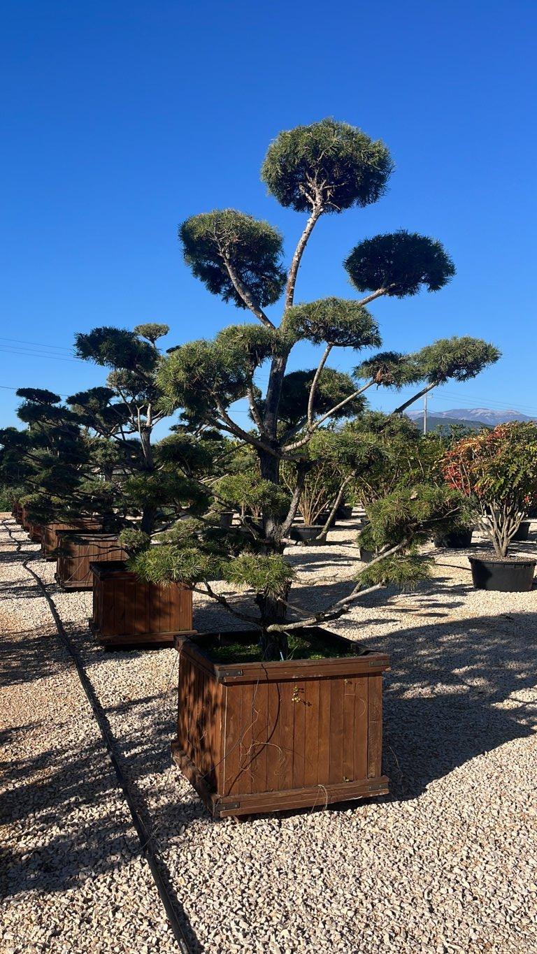 PINUS SYLVESTRIS Pino di scozia
