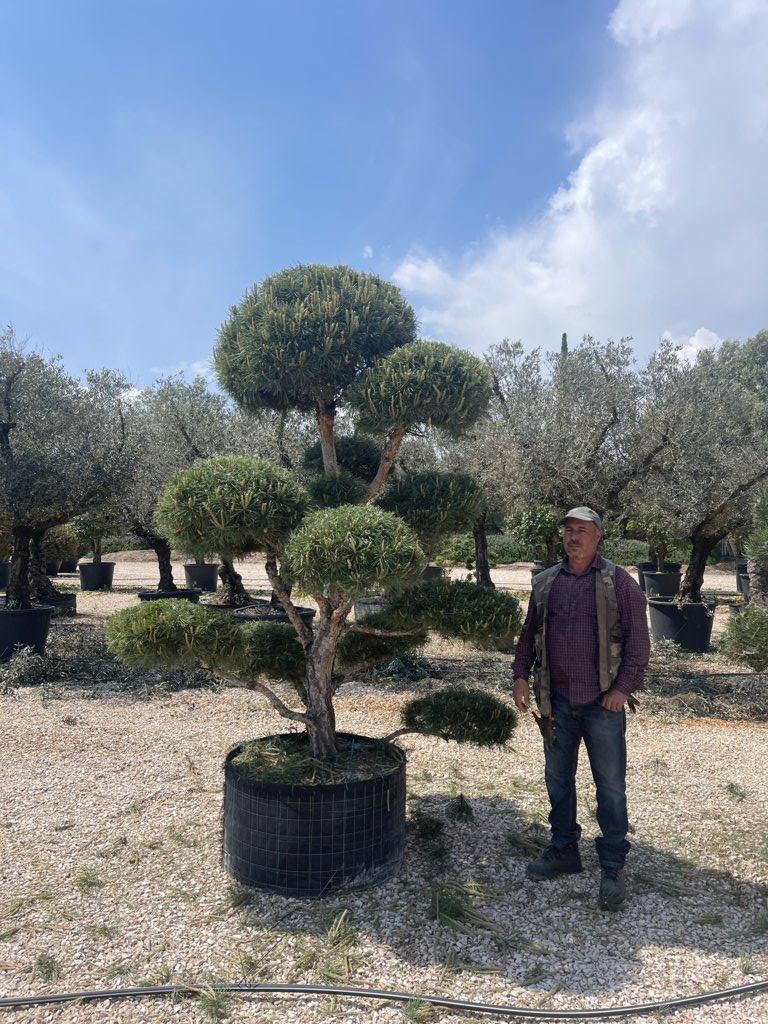 Pinus Sylvestris (Pino silvestre) — Bonsai, altezza 250/300 cm, in rete