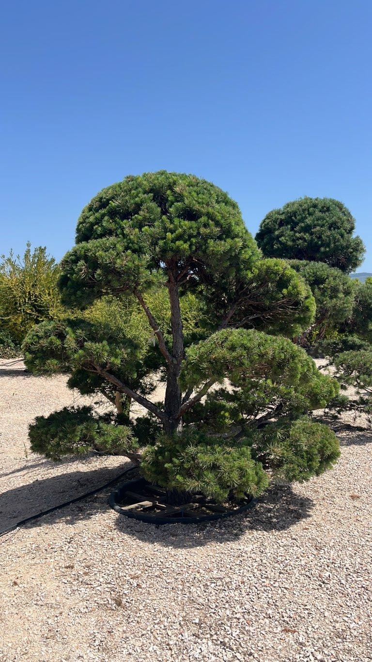 PINUS SYLVESTRIS Pino di scozia