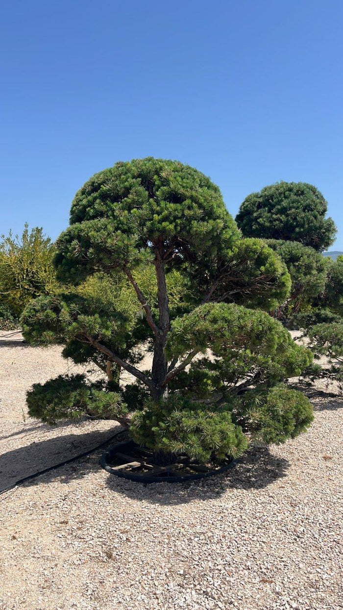PINUS SYLVESTRIS Pino di scozia