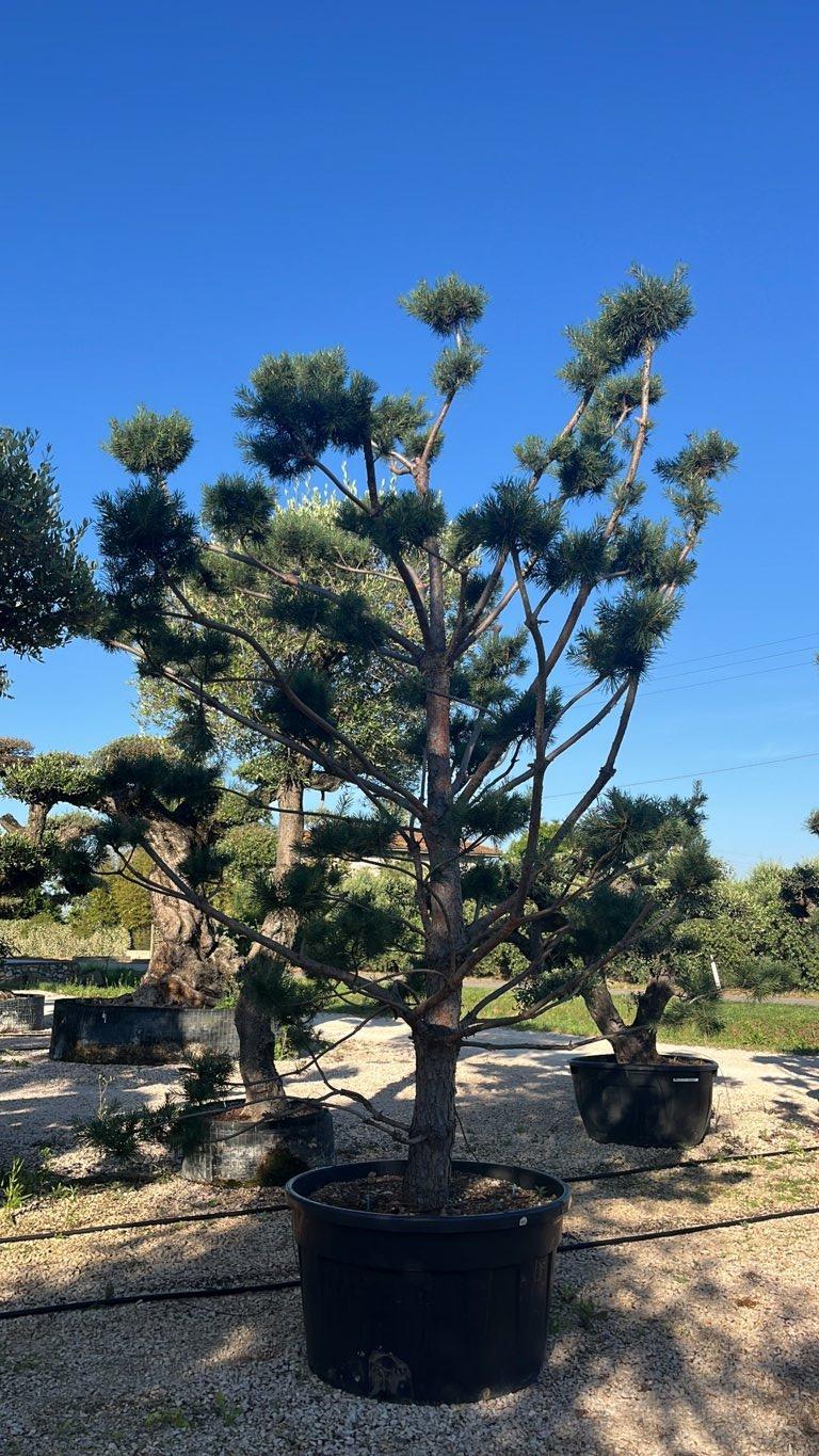 PINUS SYLVESTRIS Pino di scozia