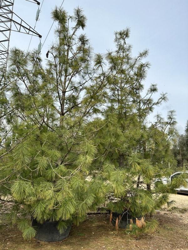 PINUS WALLICHIANA Pino himalayano, Pino dell Himalaya, Pino di Wallich