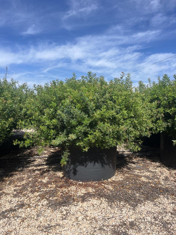 Pistacia lentiscus (Lentisco) – Palla diam. 200 cm