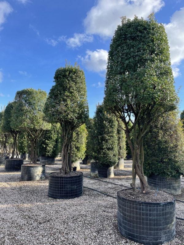 PISTACIA LENTISCUS Lentisco