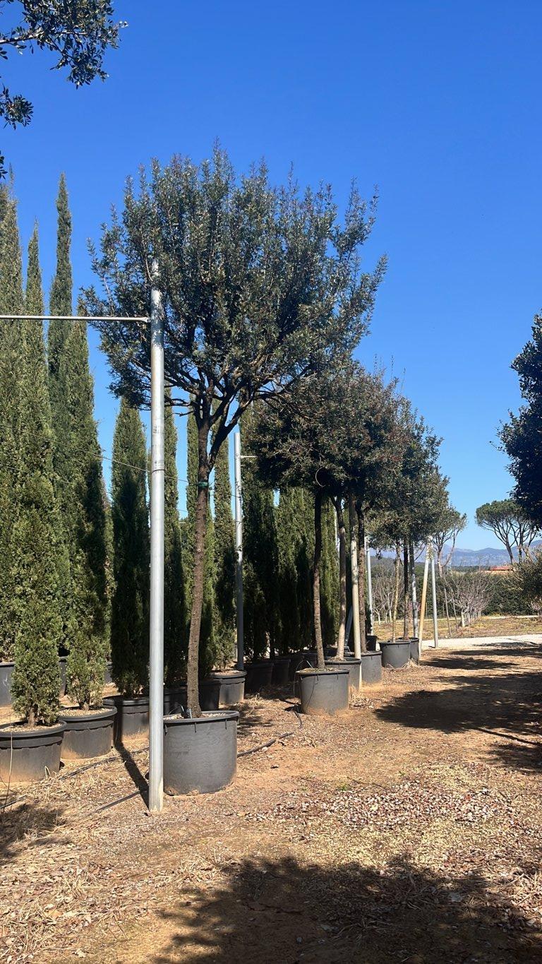 PISTACIA LENTISCUS Lentisco