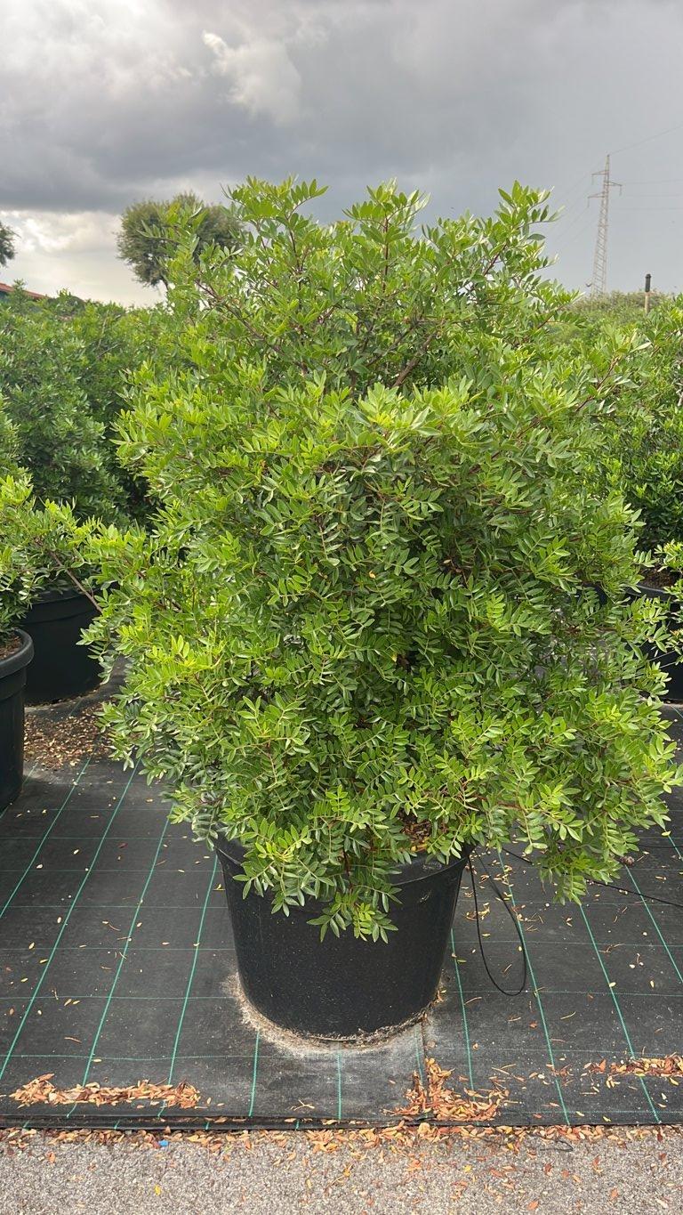 PISTACIA LENTISCUS Lentisco