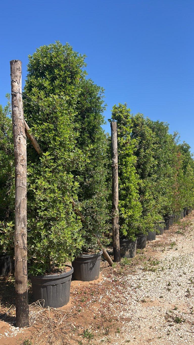 Pistacia Lentiscus (Lentisco) — Ramificato da base, altezza 300/350 cm, vaso 90 litri