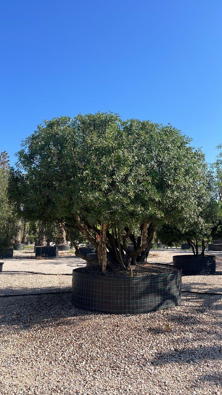 PISTACIA LENTISCUS Lentisco