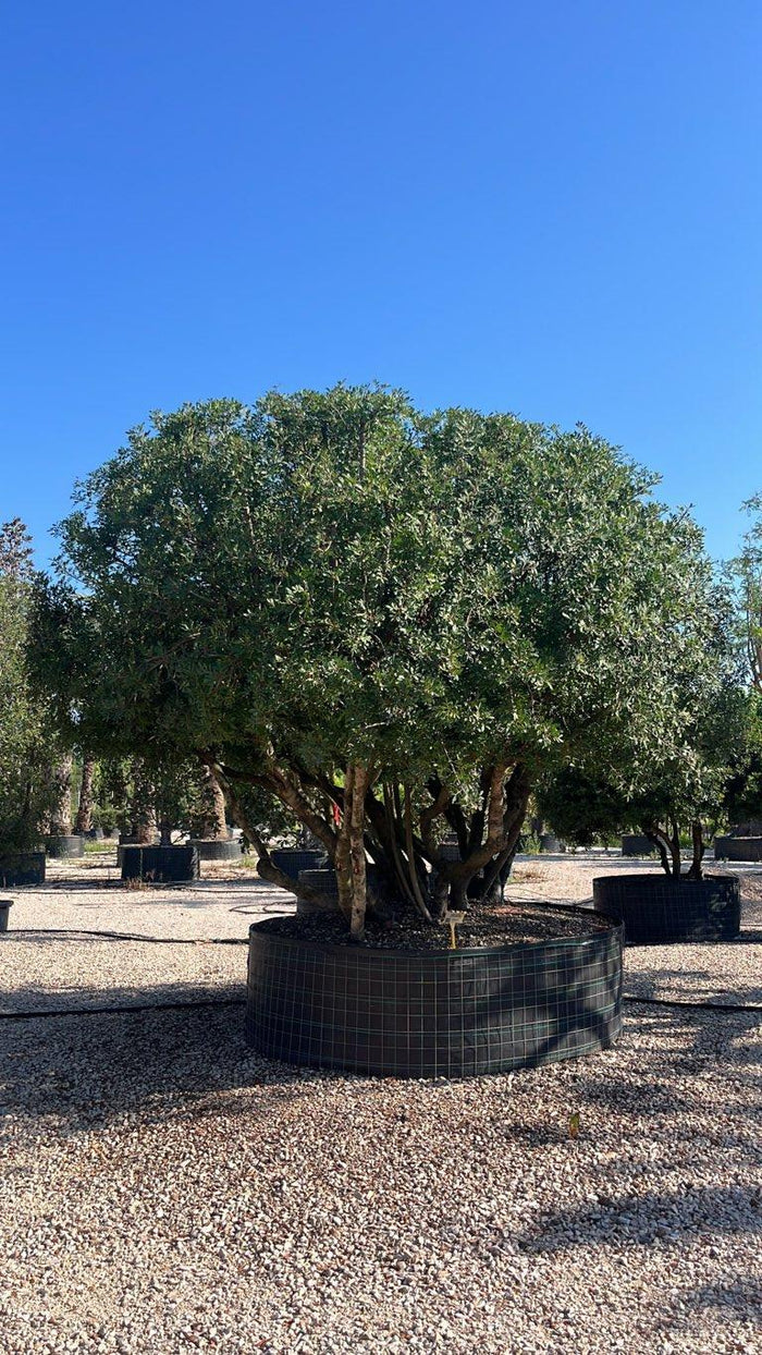 PISTACIA LENTISCUS Lentisco