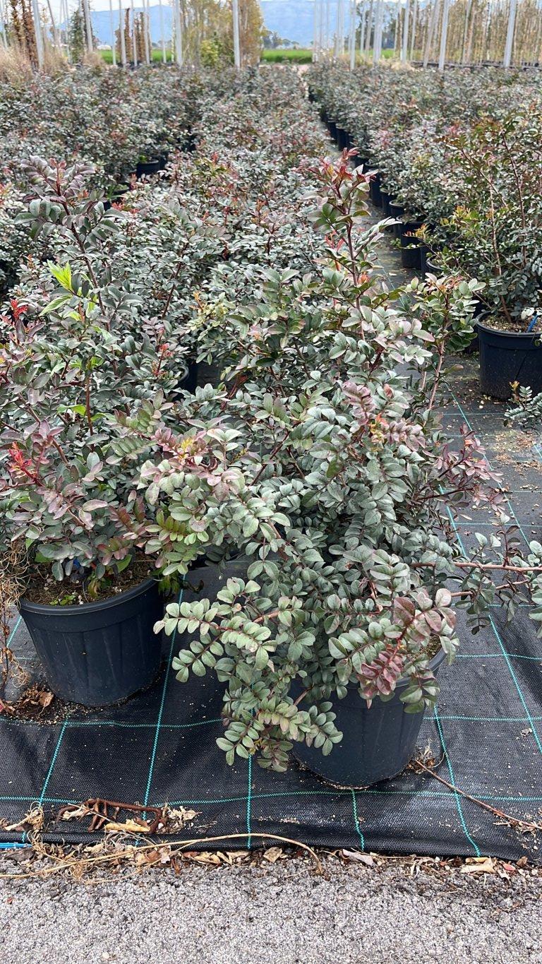 PISTACIA LENTISCUS Lentisco