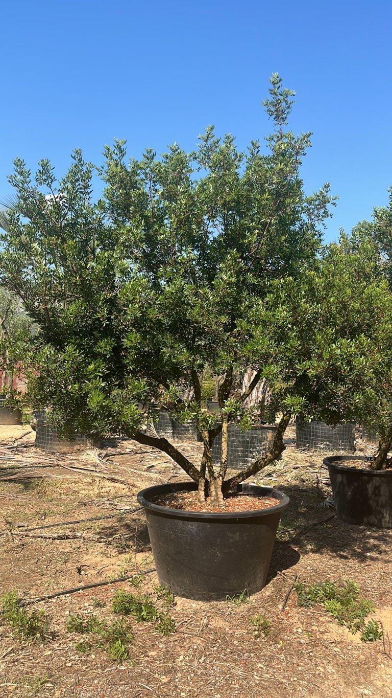 PISTACIA LENTISCUS Lentisco