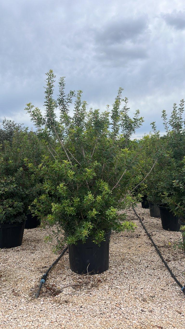 PISTACIA LENTISCUS Lentisco