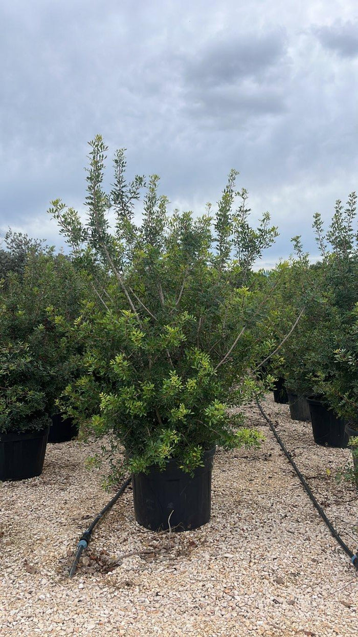 PISTACIA LENTISCUS Lentisco