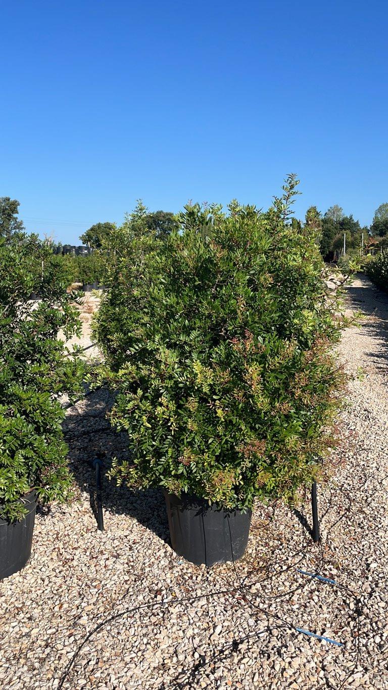 PISTACIA LENTISCUS Lentisco